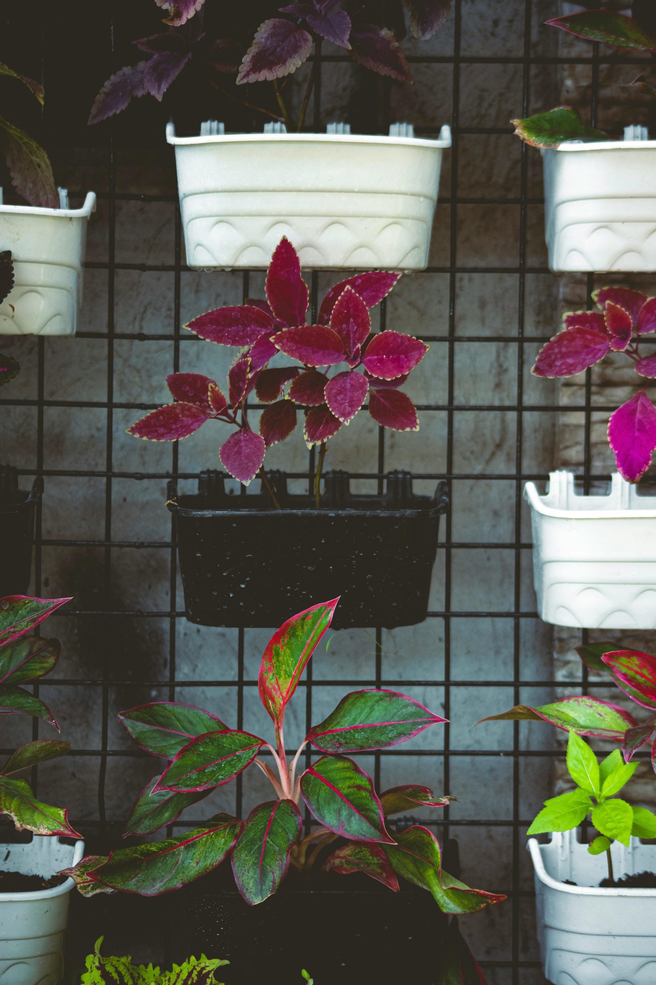 A space saving gridwall for garden centres